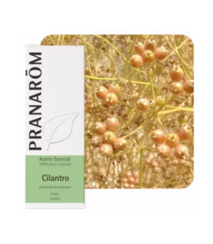 Imagen de hojas de cilantro