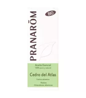 Imagen de cedro del Atlas