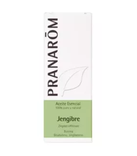 Rizoma de jengibre