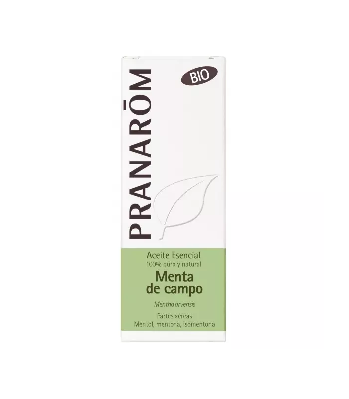 Imagen de la planta de Mentha arvensis